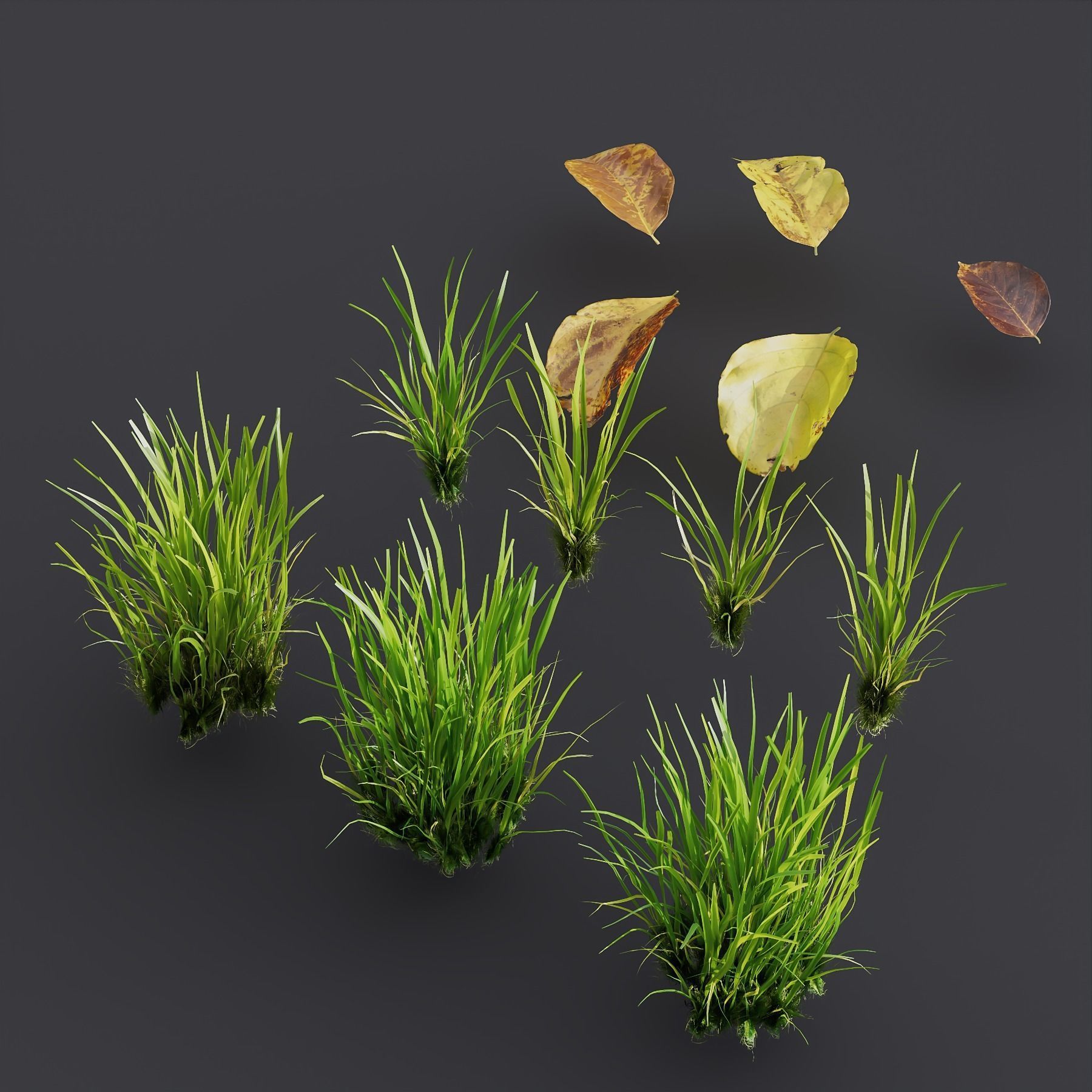 Grass Park Summer 3D model_2