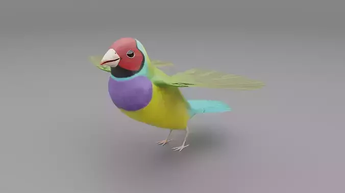 3D Gouldian Finch Model
