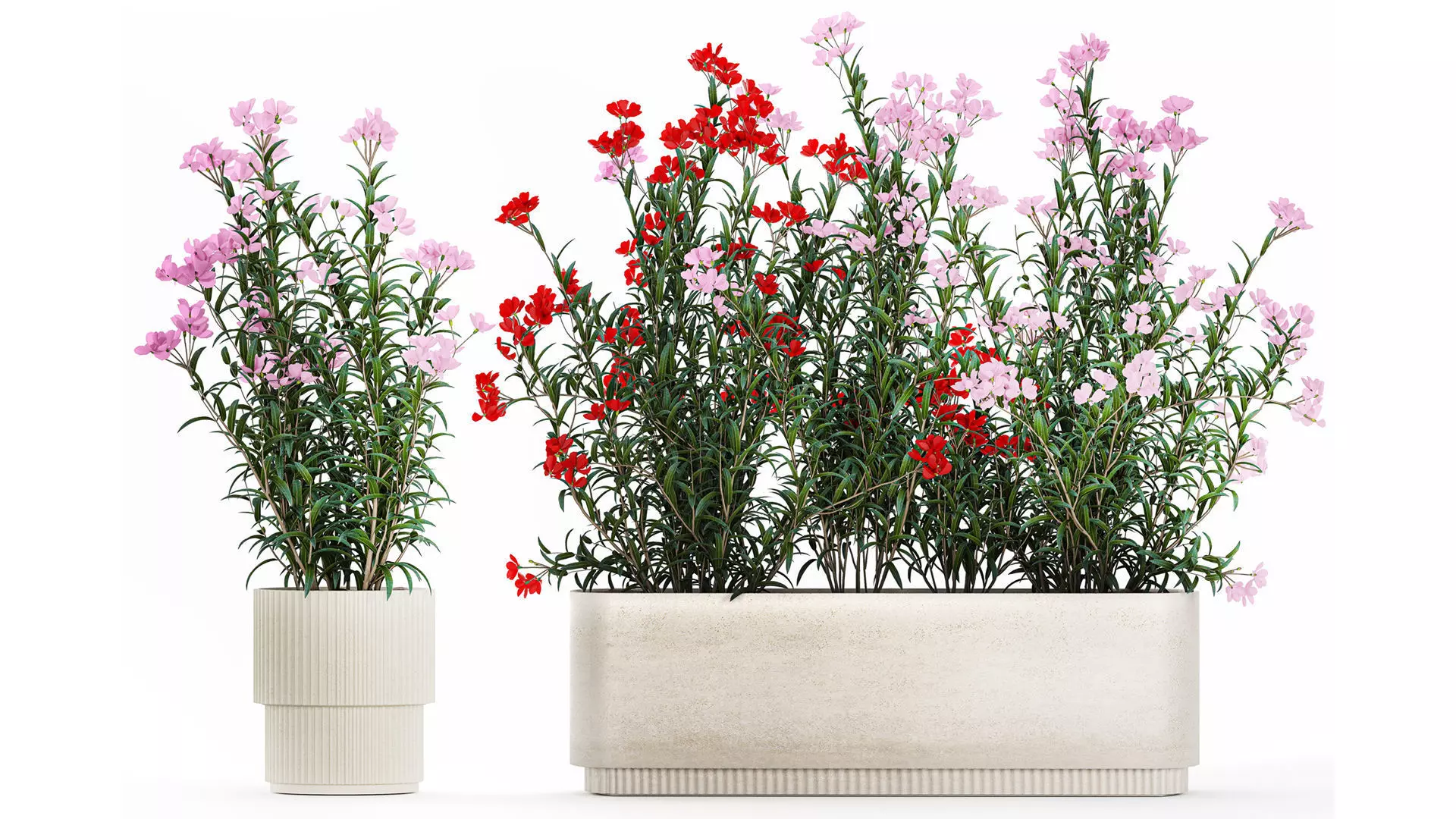 Beautiful plants with red Nerium oleander flowers in pots 1364 3D model