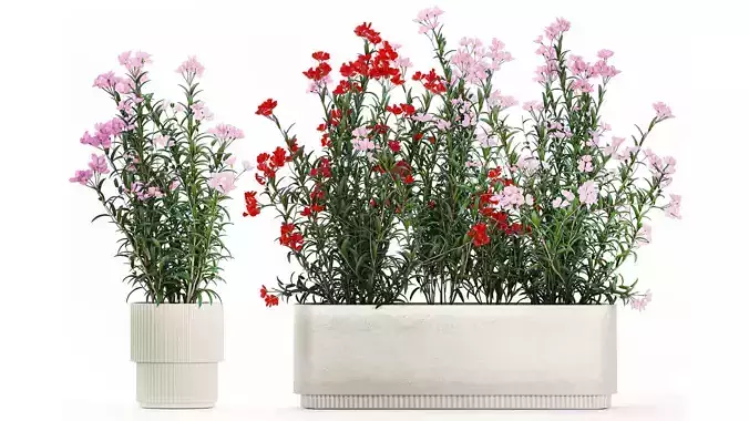 Beautiful plants with red Nerium oleander flowers in pots 1364