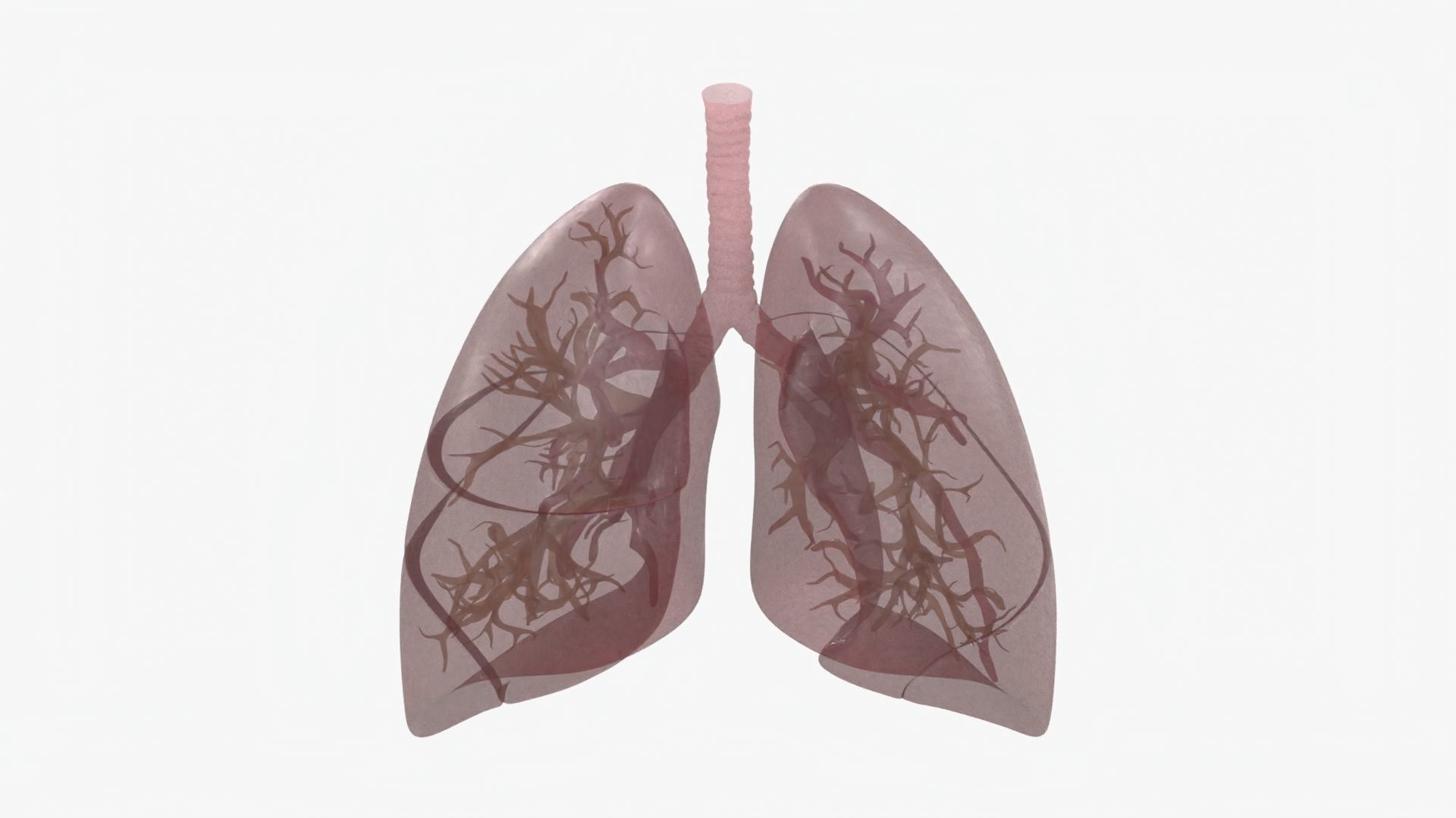 Respiratory System  Low-poly 3D model_24