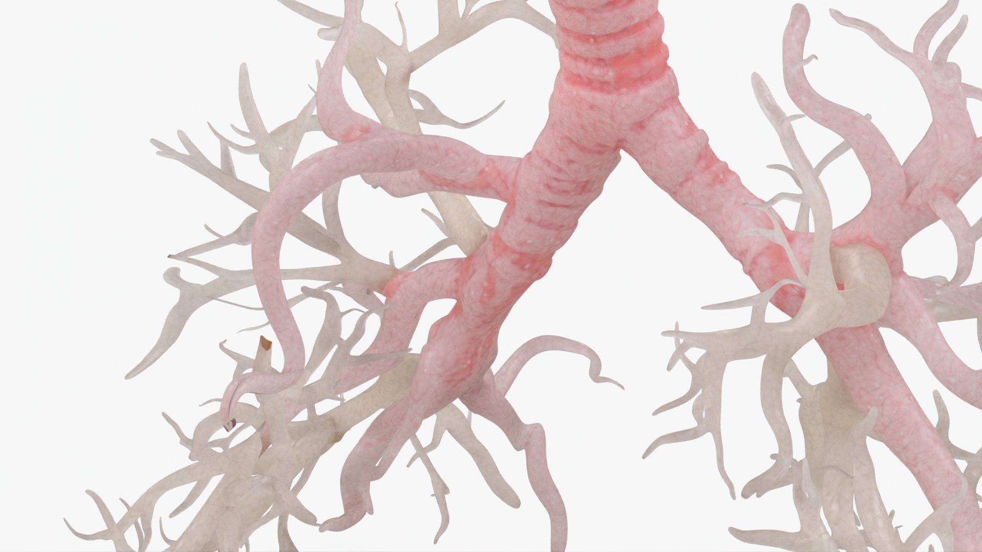 Respiratory System  Low-poly 3D model_20