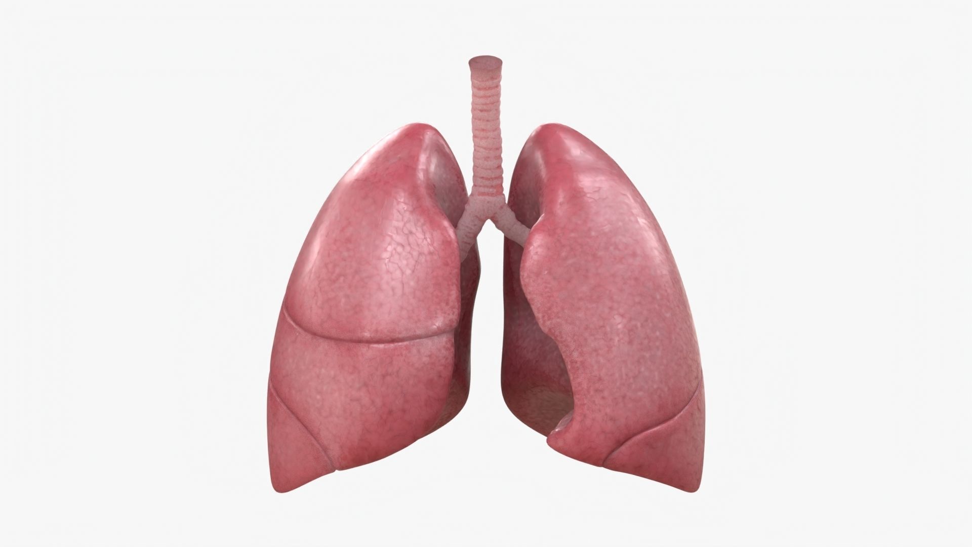 Respiratory System  Low-poly 3D model_3