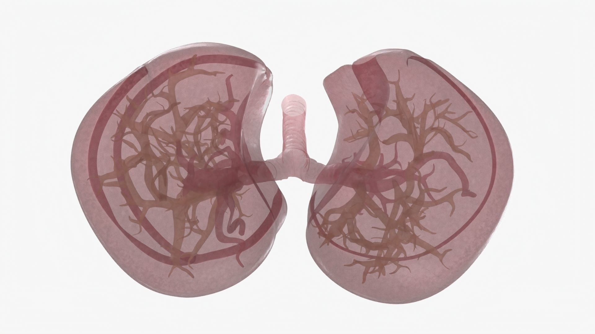 Respiratory System  Low-poly 3D model_28