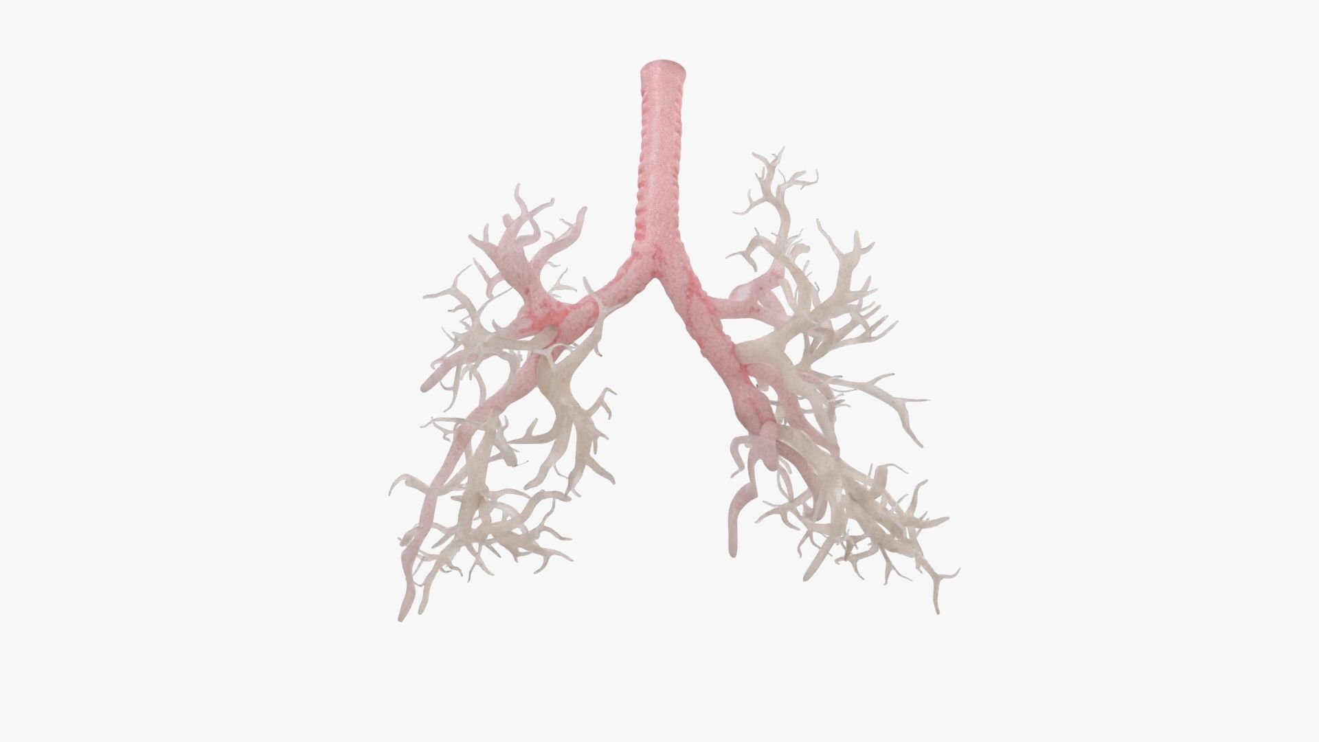 Respiratory System  Low-poly 3D model_14