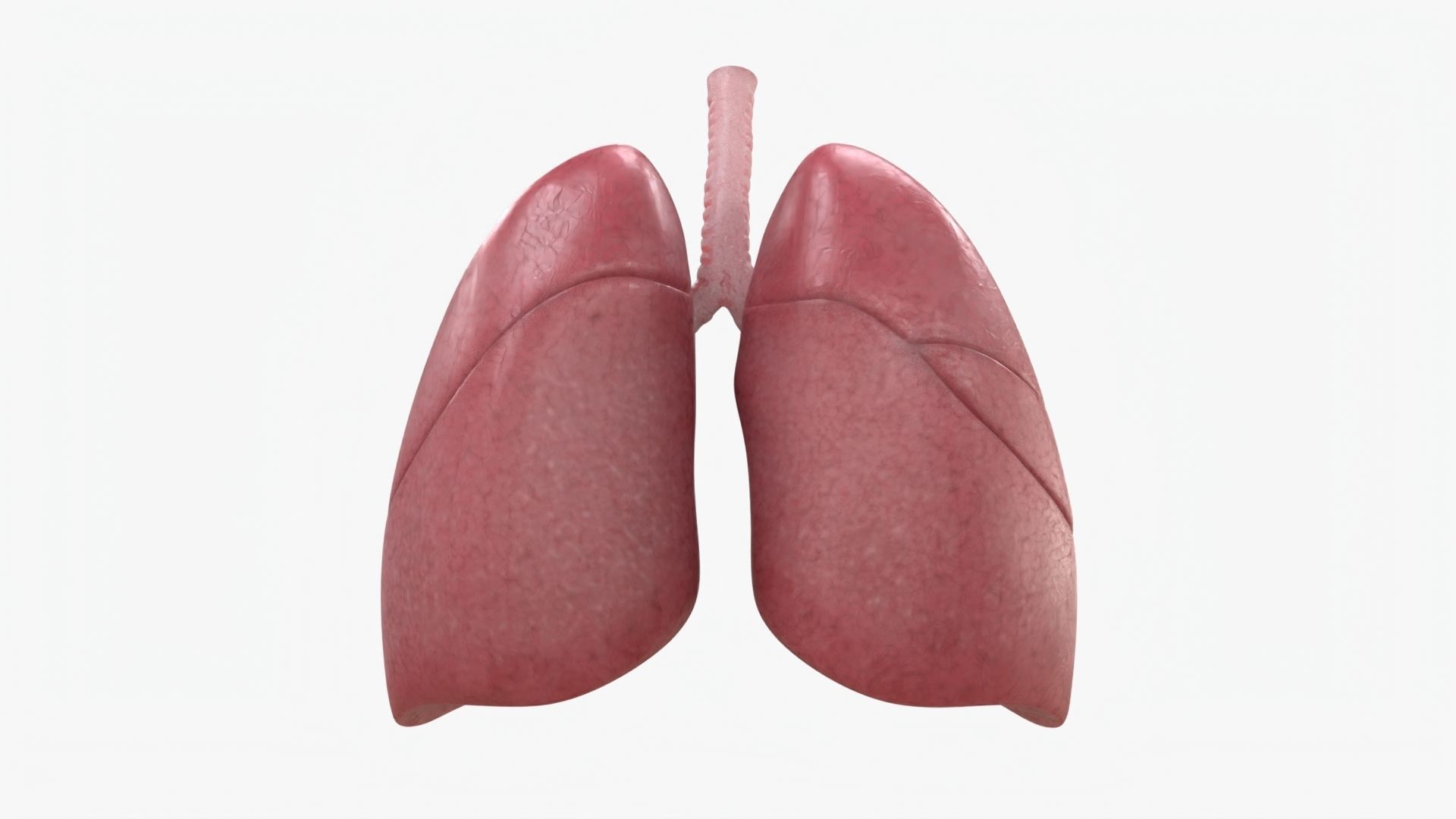 Respiratory System  Low-poly 3D model_6