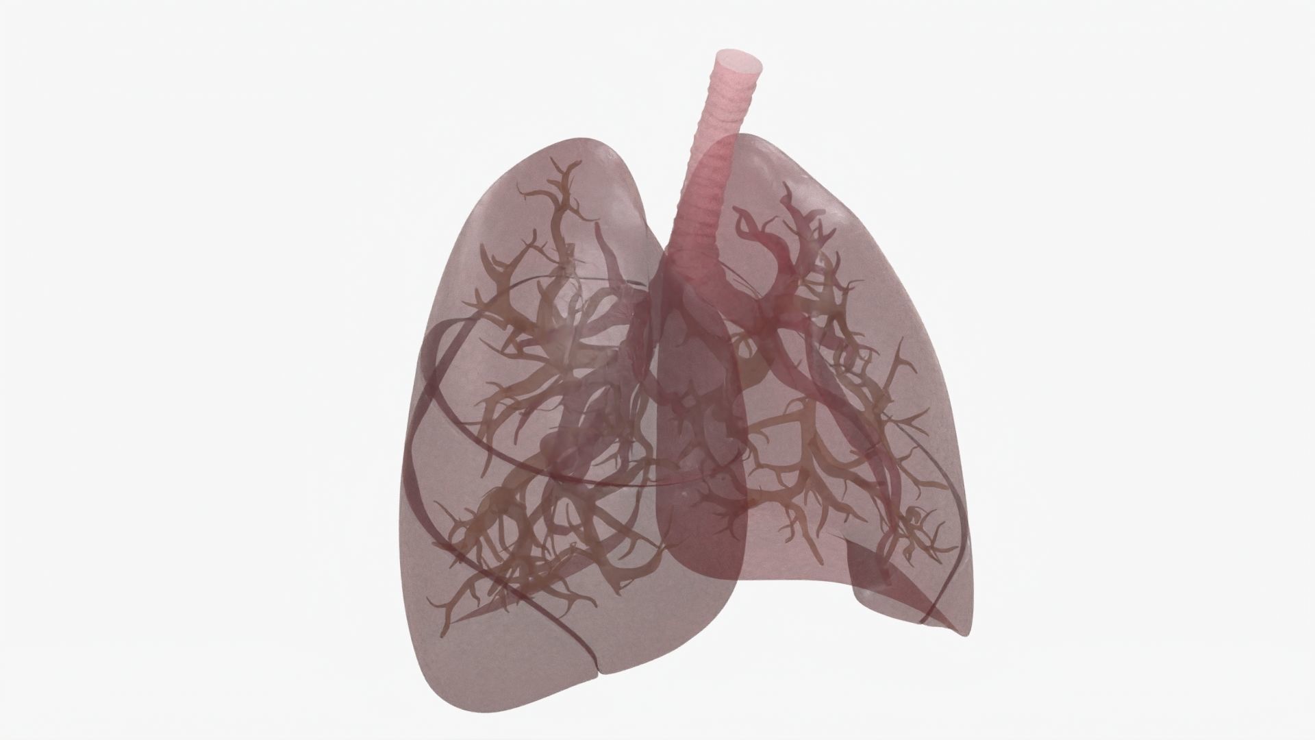 Respiratory System  Low-poly 3D model_22