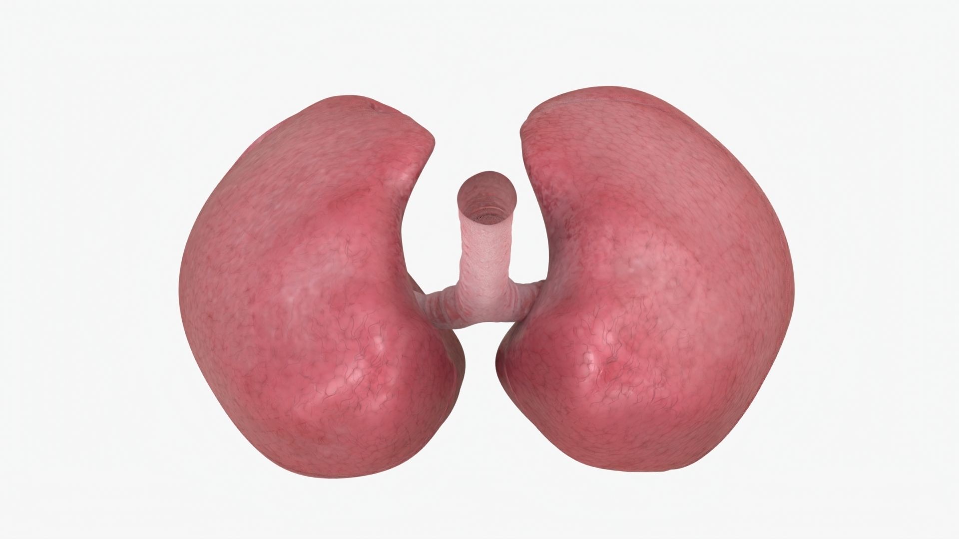 Respiratory System  Low-poly 3D model_7