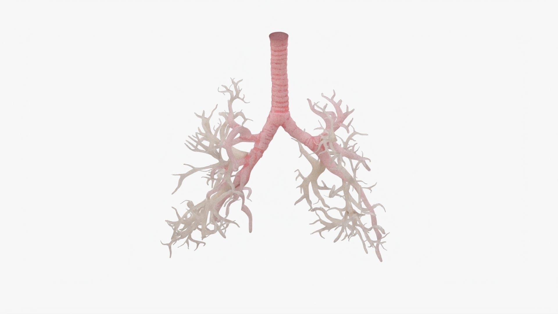 Respiratory System  Low-poly 3D model_13