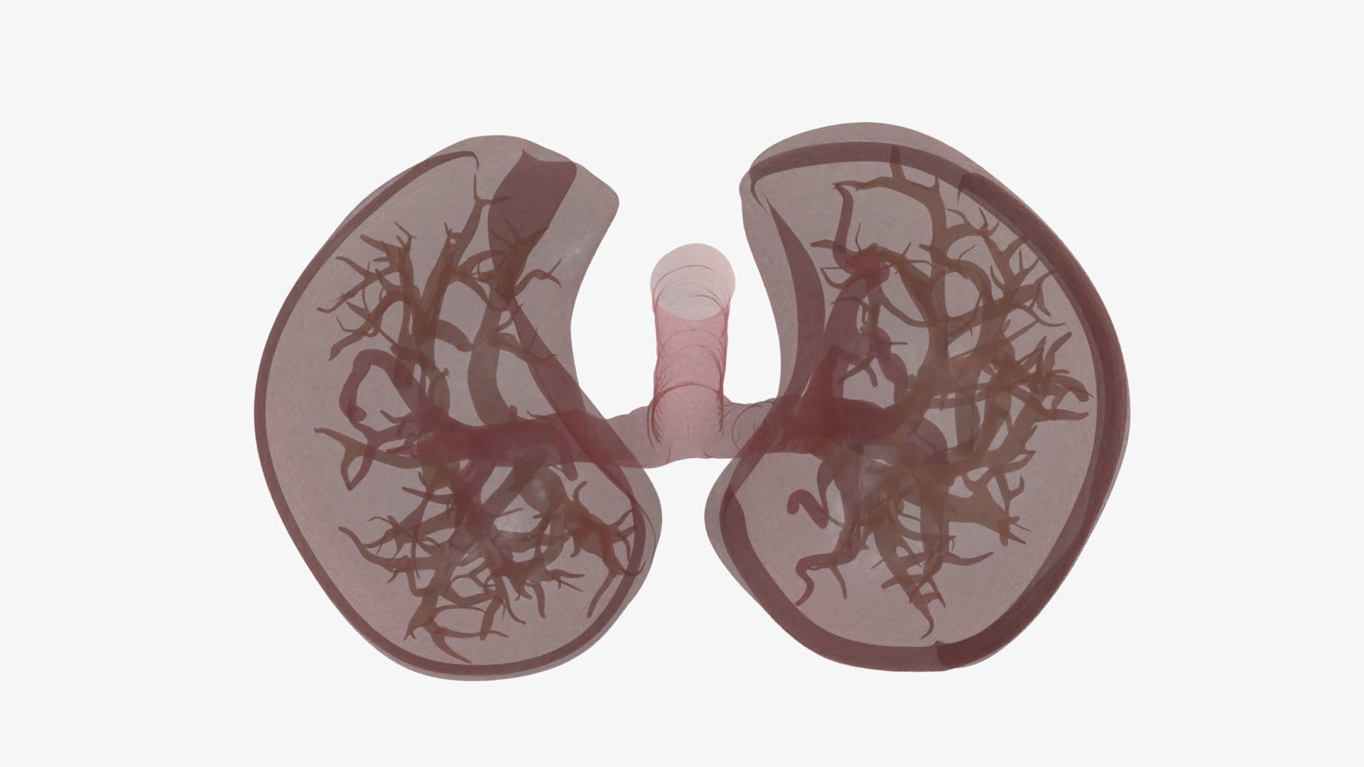 Respiratory System  Low-poly 3D model_26