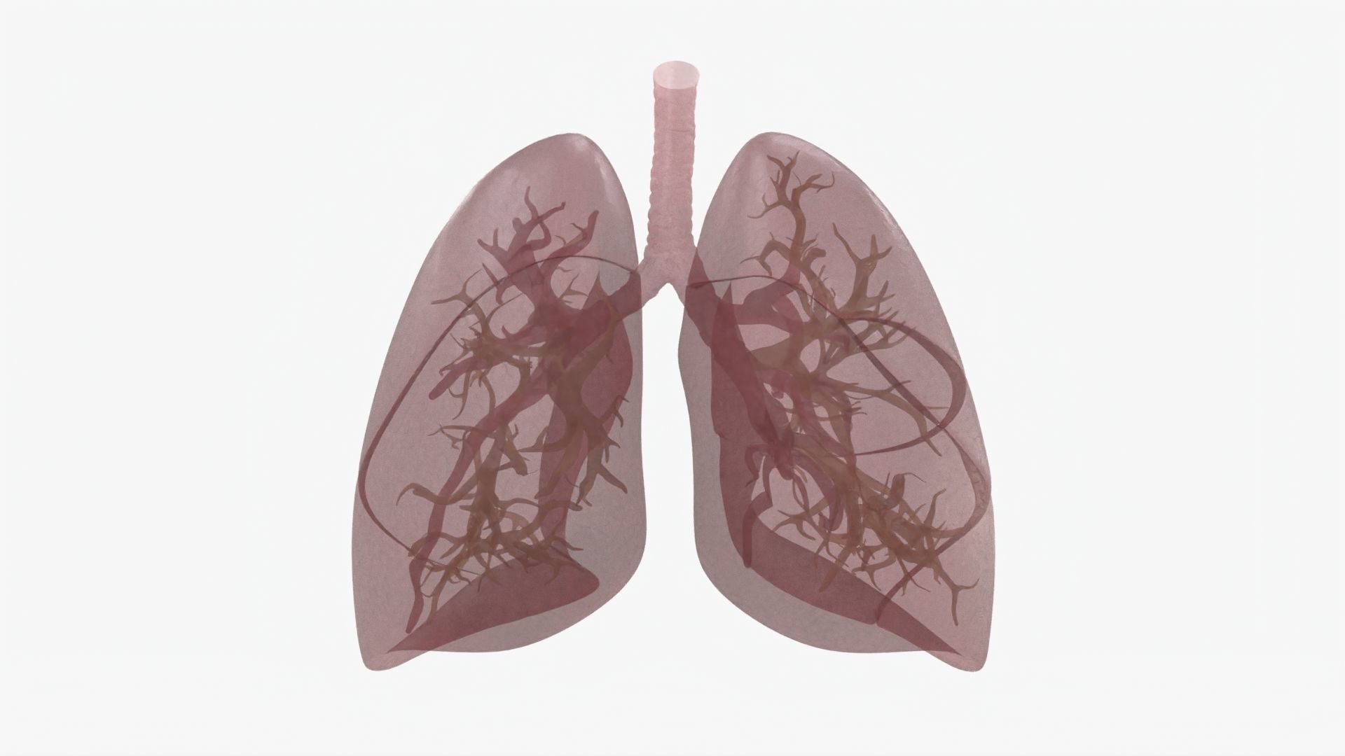 Respiratory System  Low-poly 3D model_23