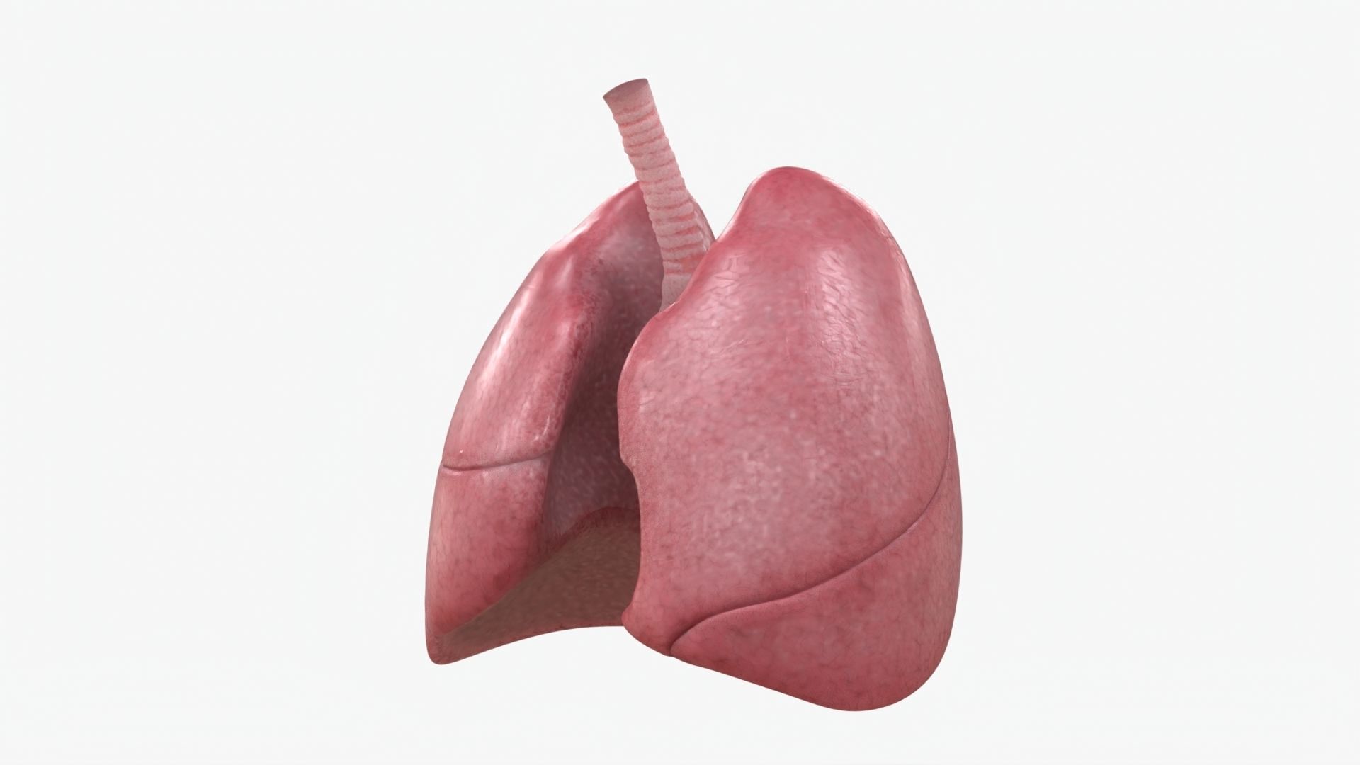 Respiratory System  Low-poly 3D model_4