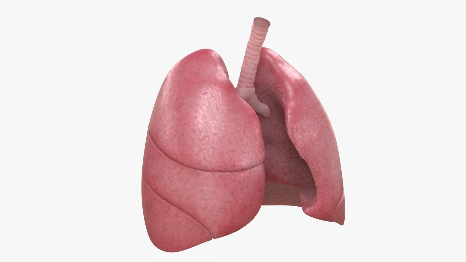 Respiratory System  Low-poly 3D model_2