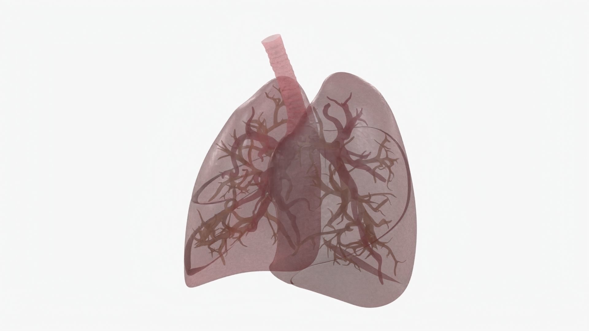 Respiratory System  Low-poly 3D model_25