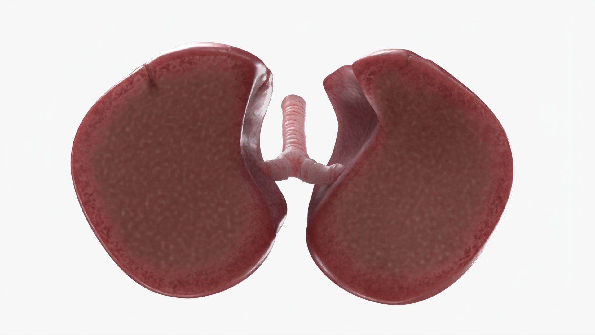 Respiratory System  Low-poly 3D model_9