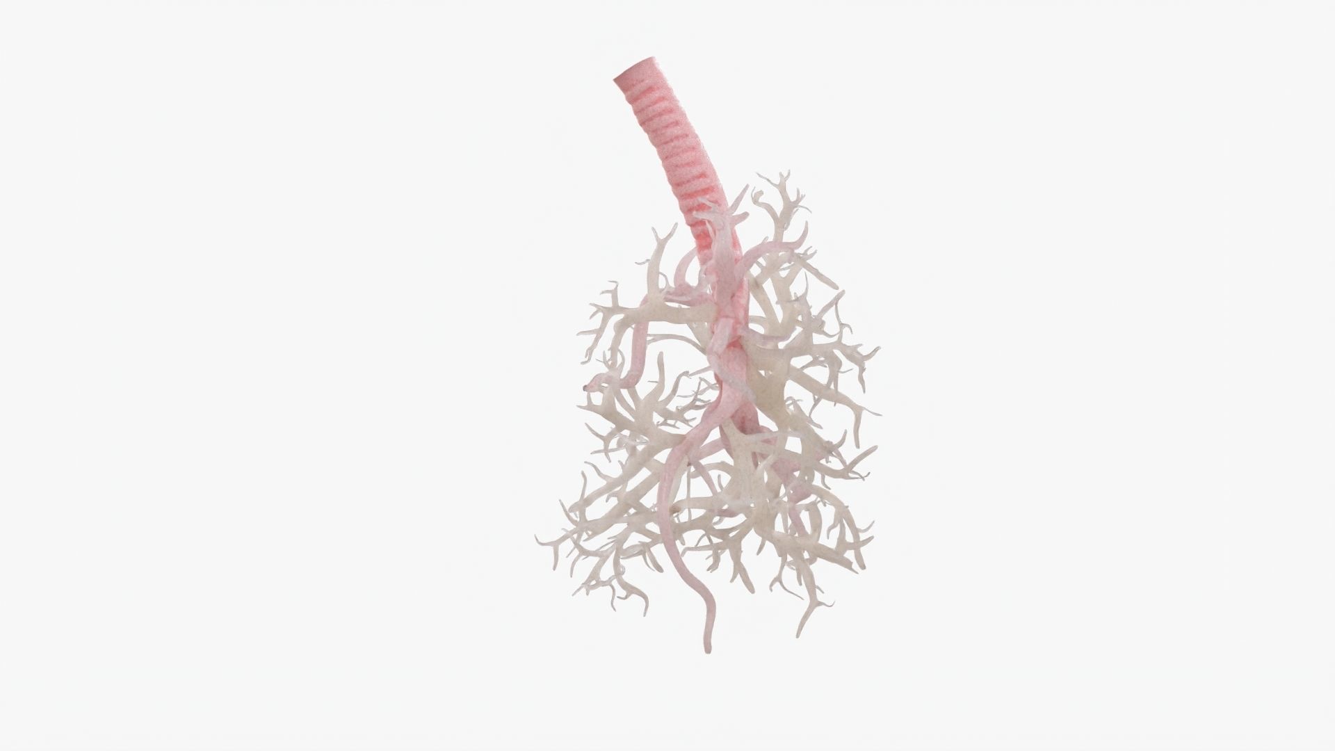 Respiratory System  Low-poly 3D model_12
