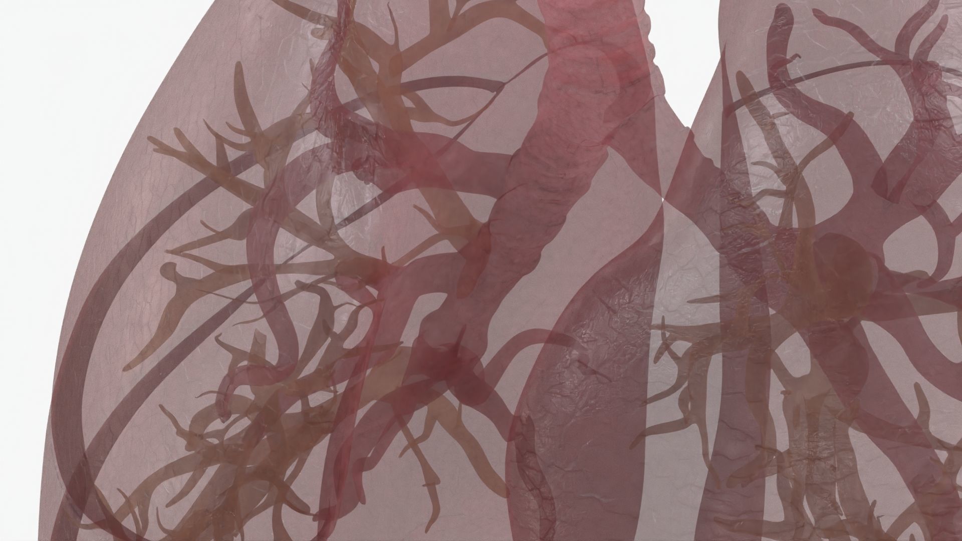 Respiratory System  Low-poly 3D model_30