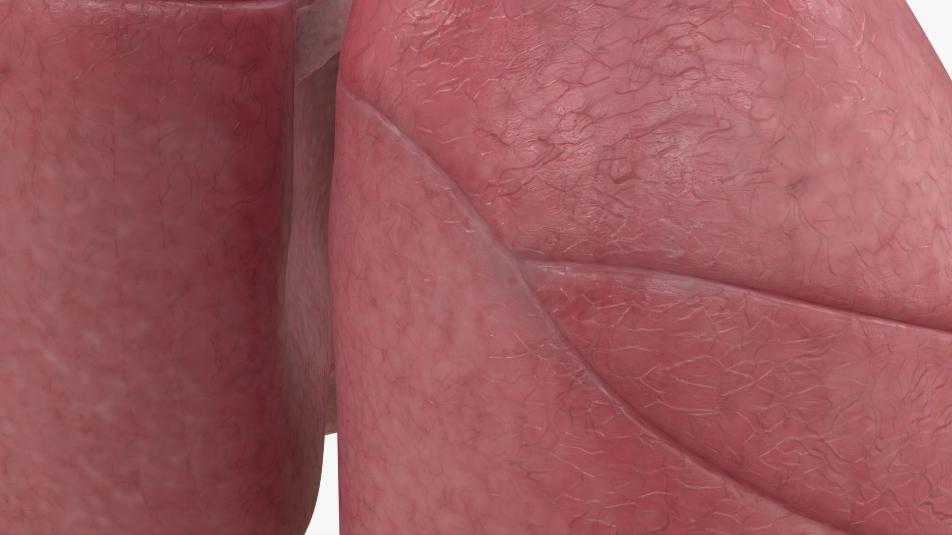 Respiratory System  Low-poly 3D model_10