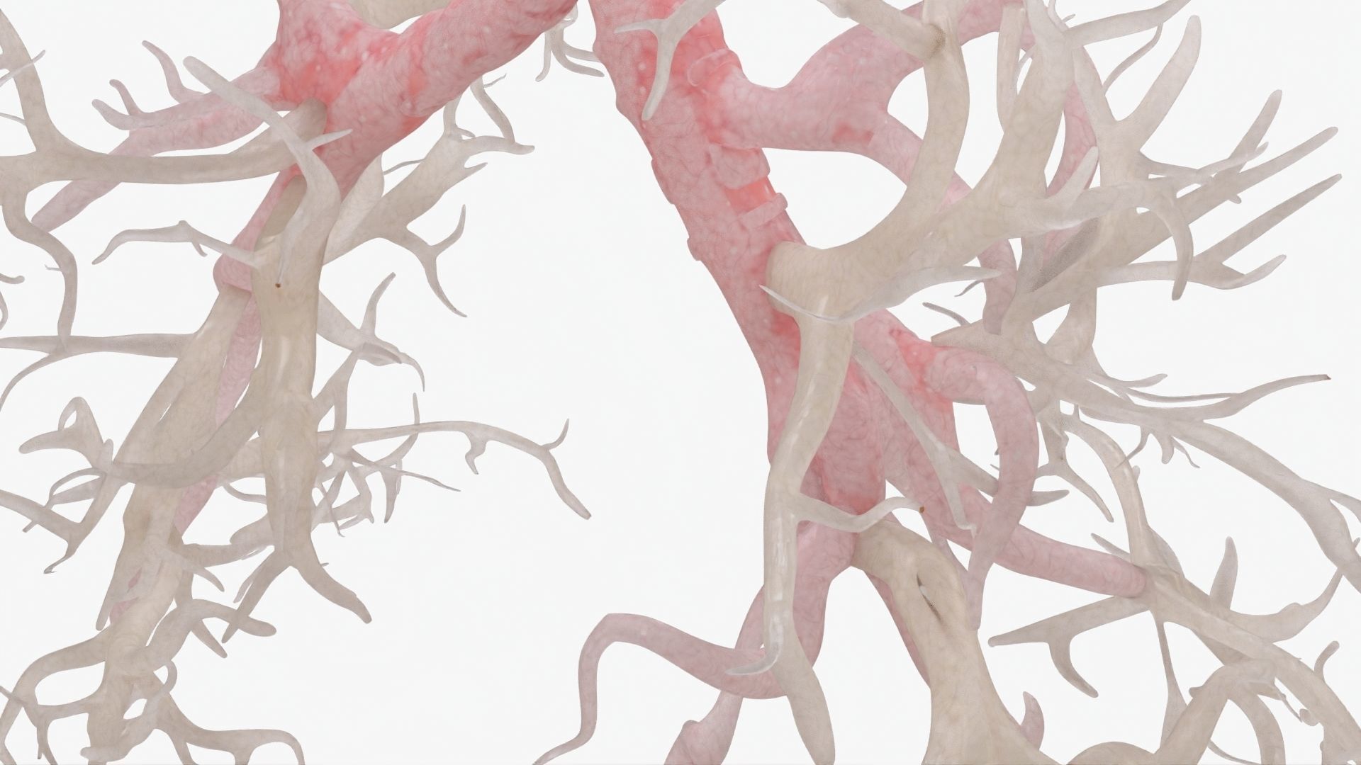 Respiratory System  Low-poly 3D model_18