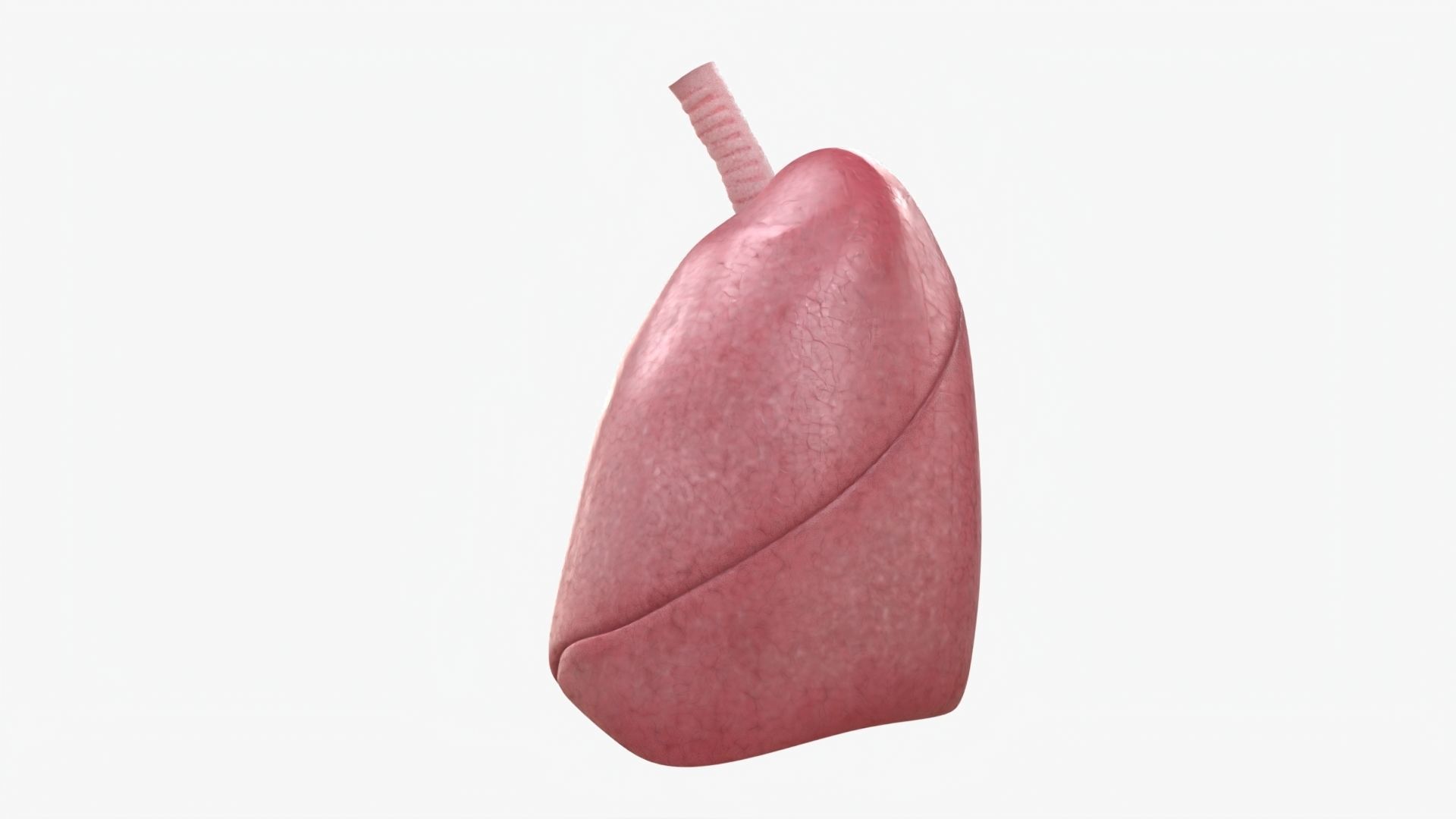 Respiratory System  Low-poly 3D model_5