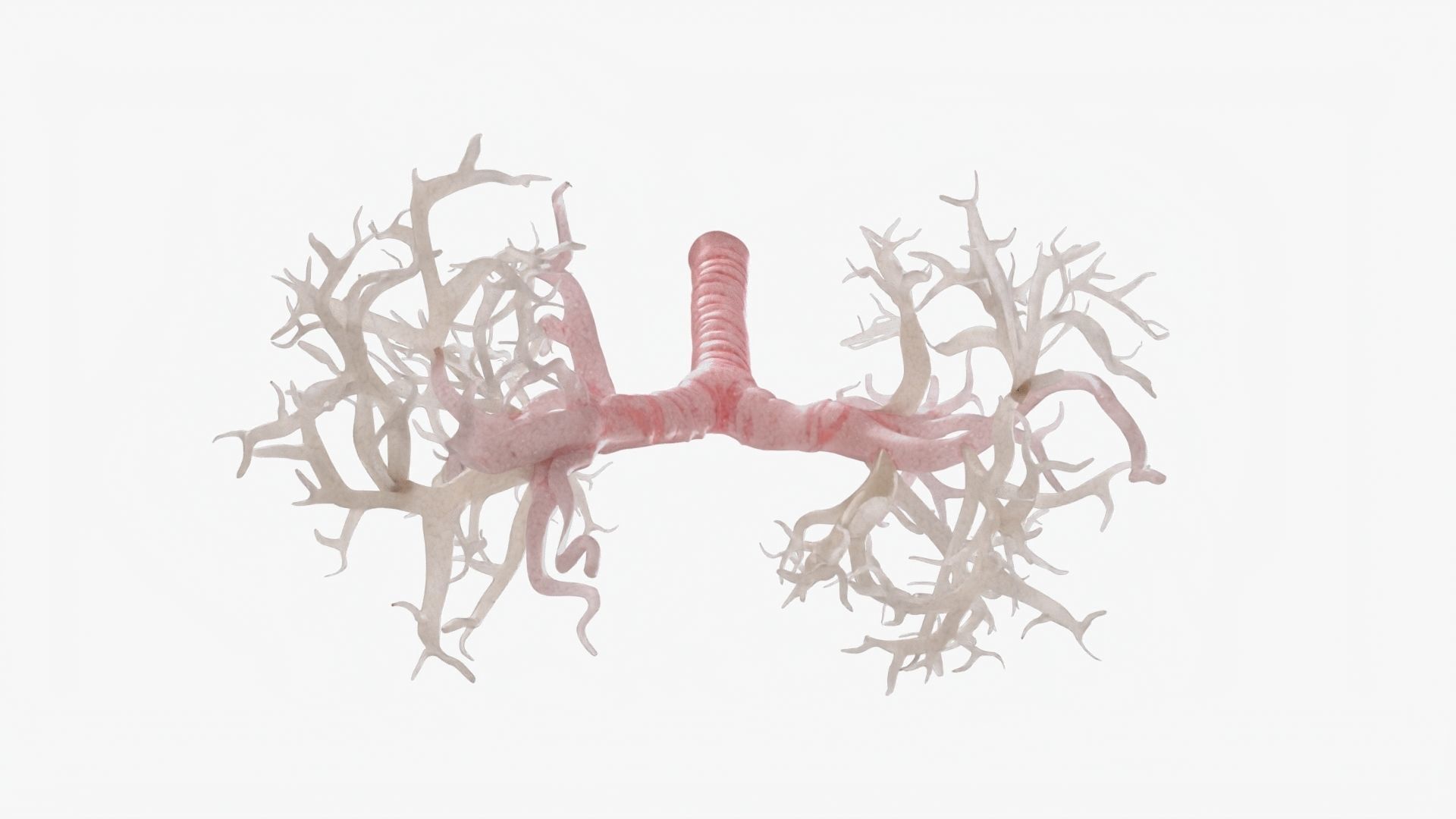 Respiratory System  Low-poly 3D model_17