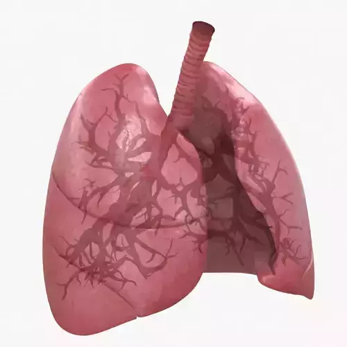 Respiratory System  Low-poly 3D model