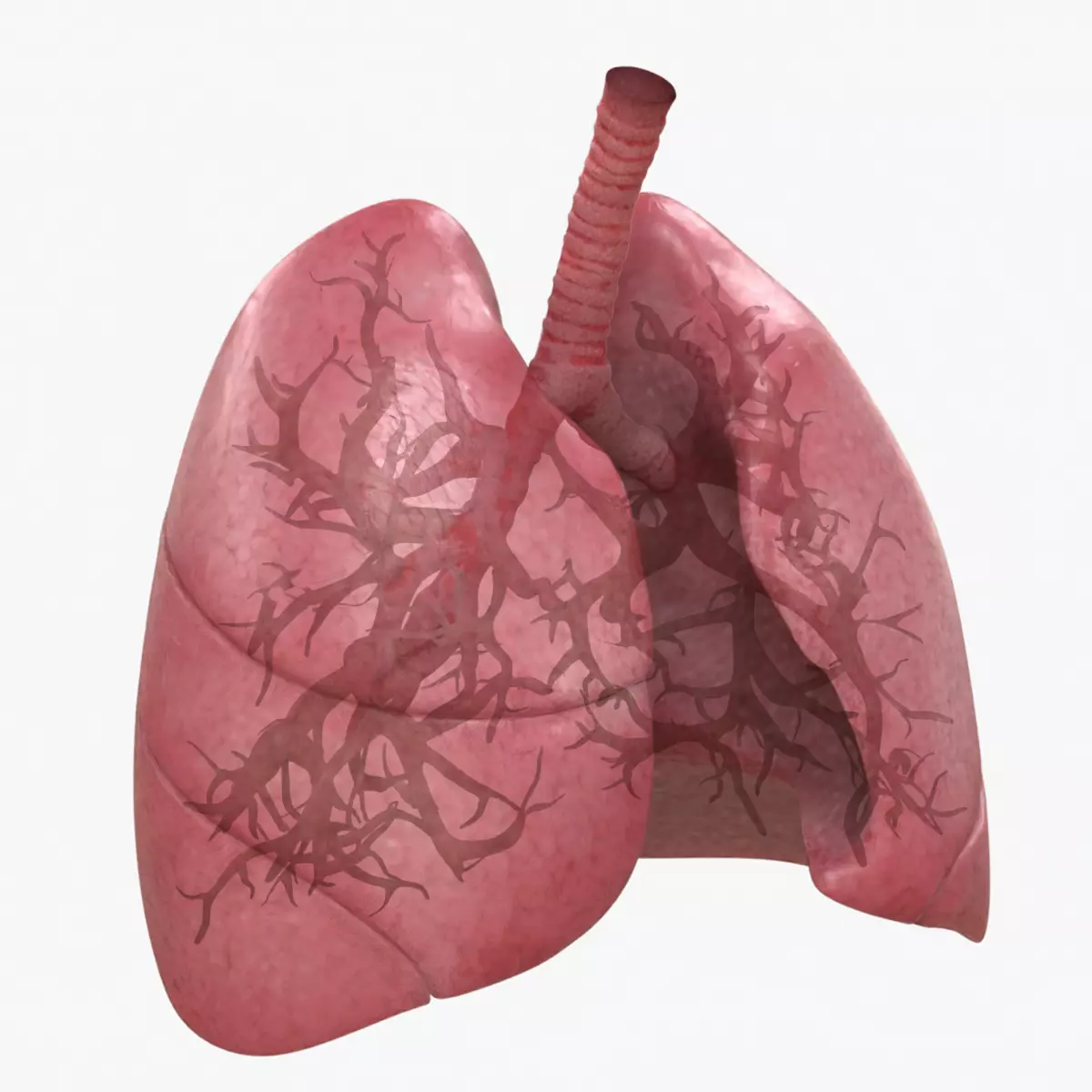 Respiratory System  Low-poly 3D model_0
