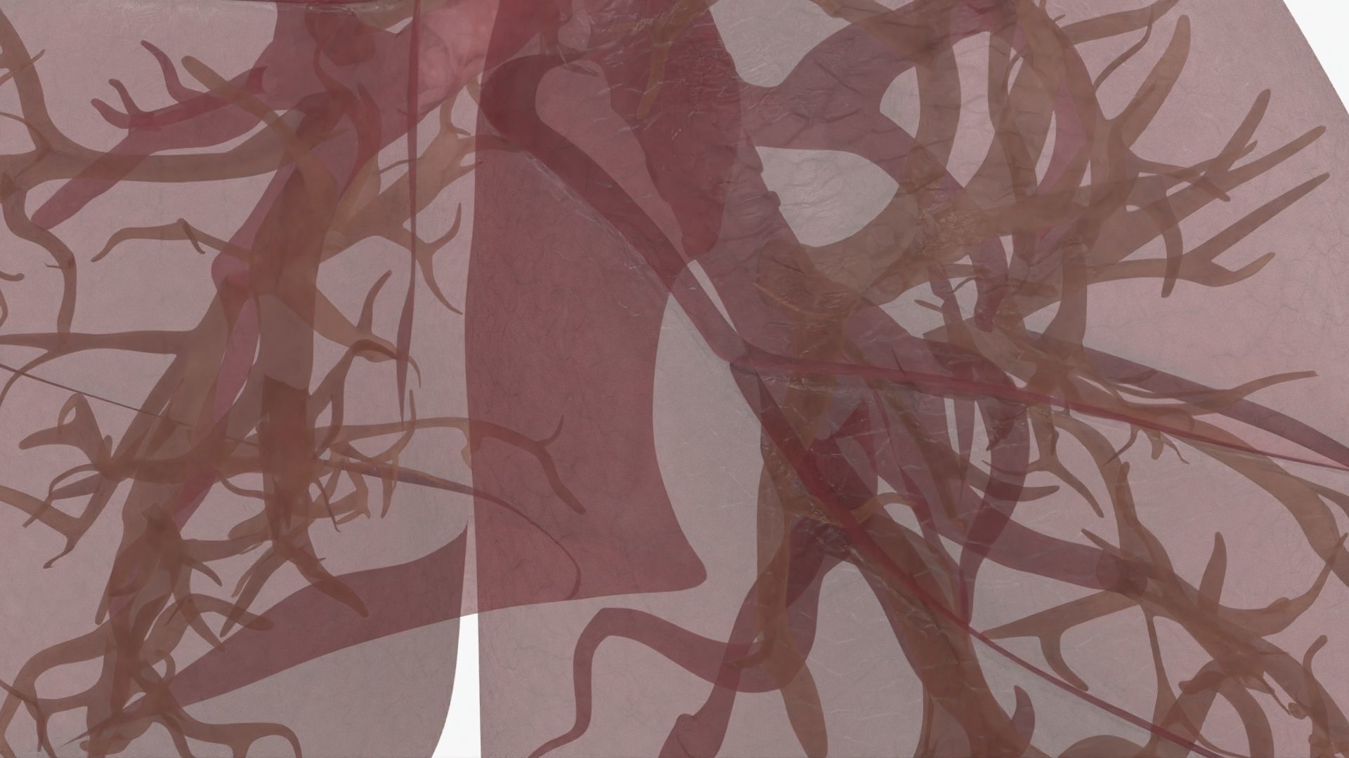 Respiratory System  Low-poly 3D model_29