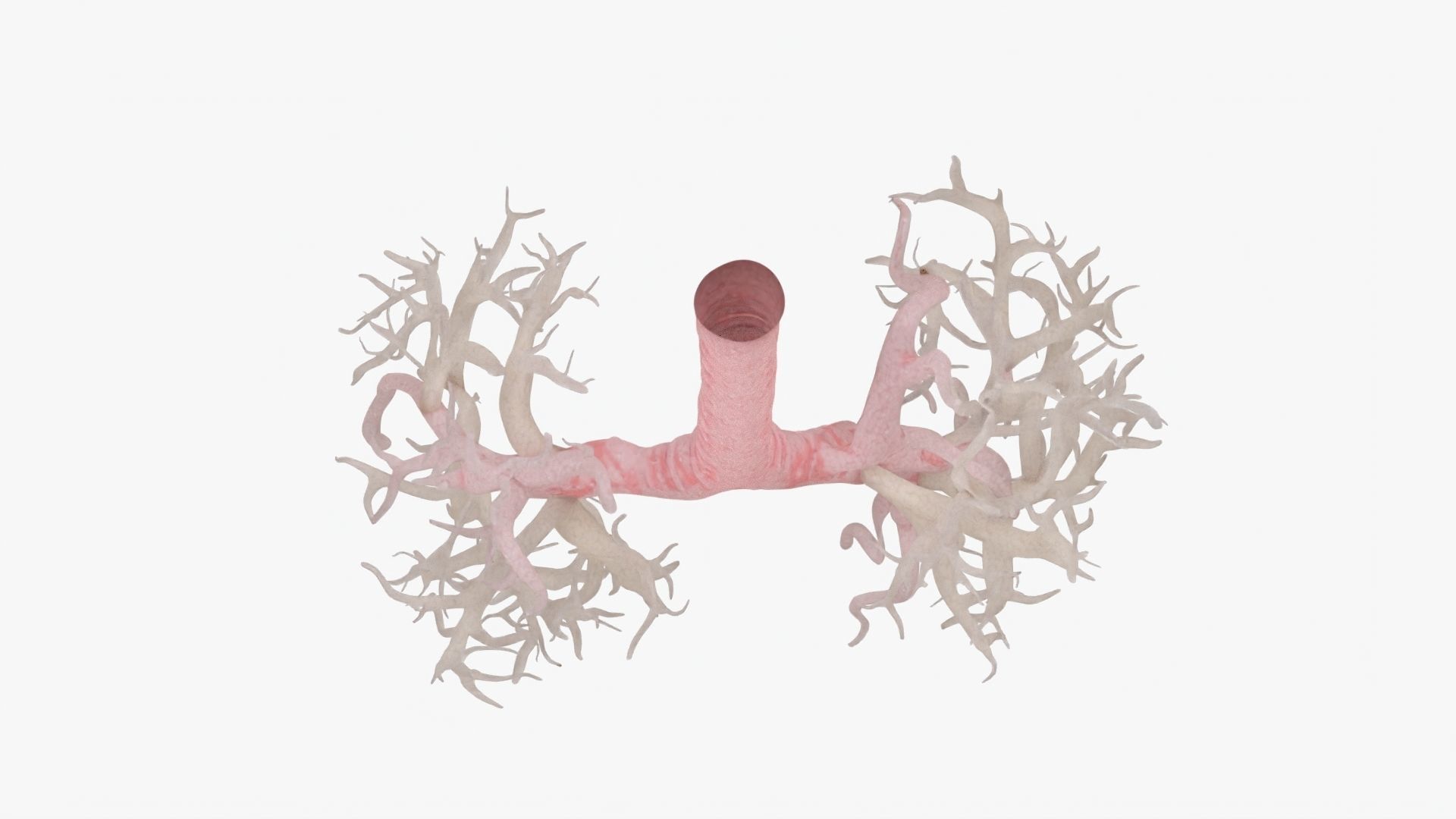Respiratory System  Low-poly 3D model_19