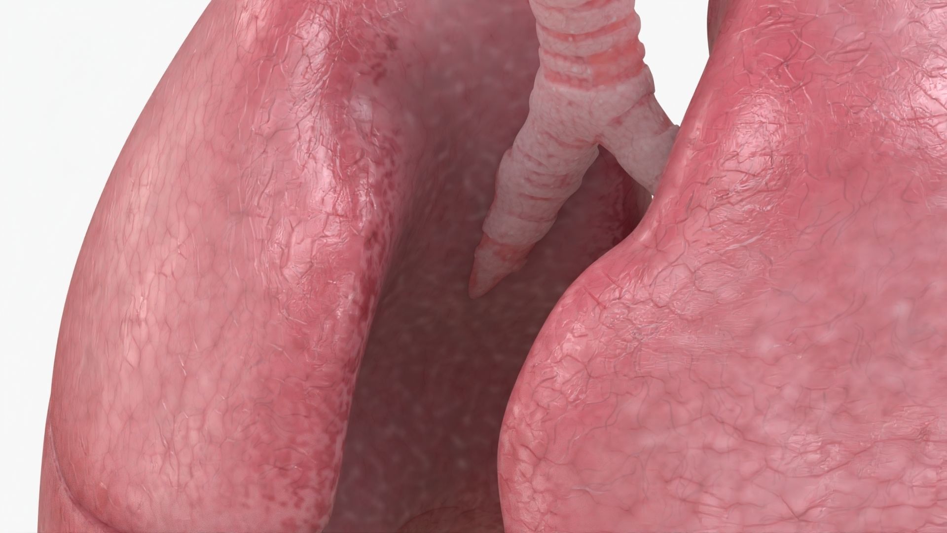 Respiratory System  Low-poly 3D model_8