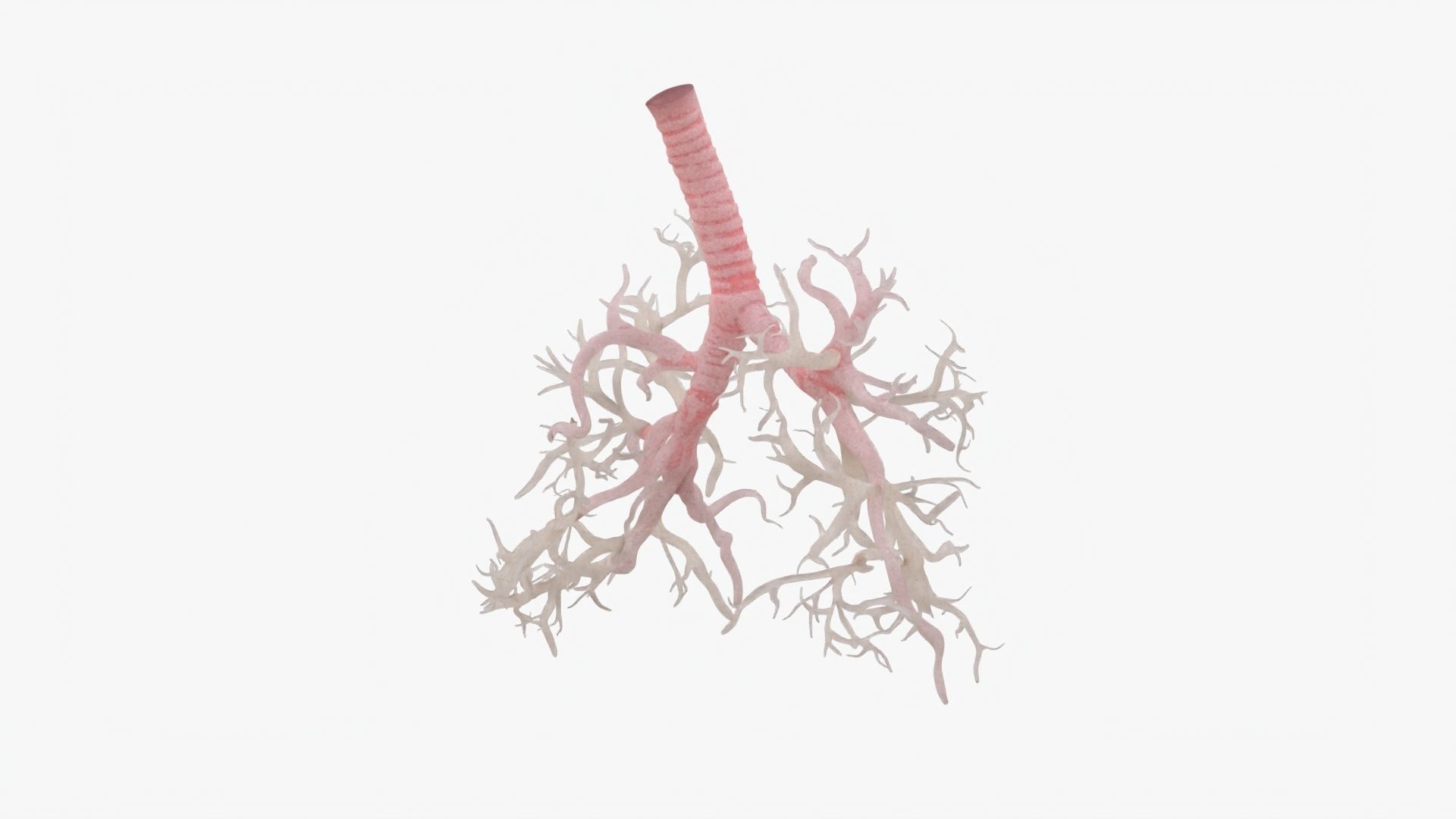 Respiratory System  Low-poly 3D model_15