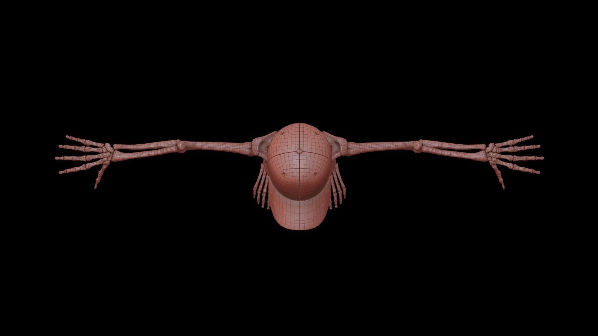 Stylized Human Skeleton Fully Rigged 3D model_40