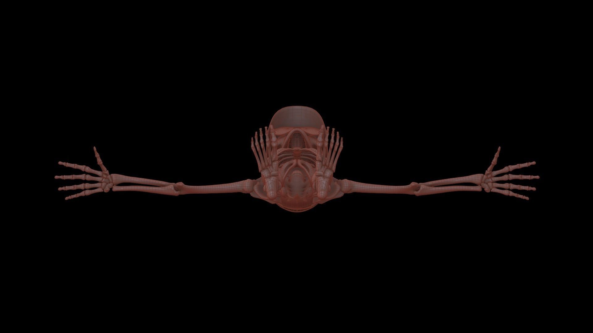 Stylized Human Skeleton Fully Rigged 3D model_41