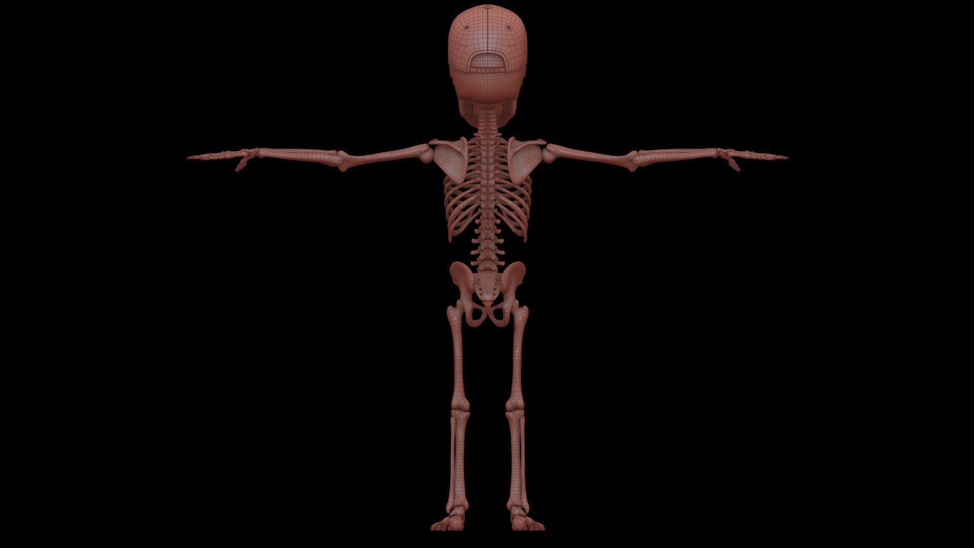 Stylized Human Skeleton Fully Rigged 3D model_39