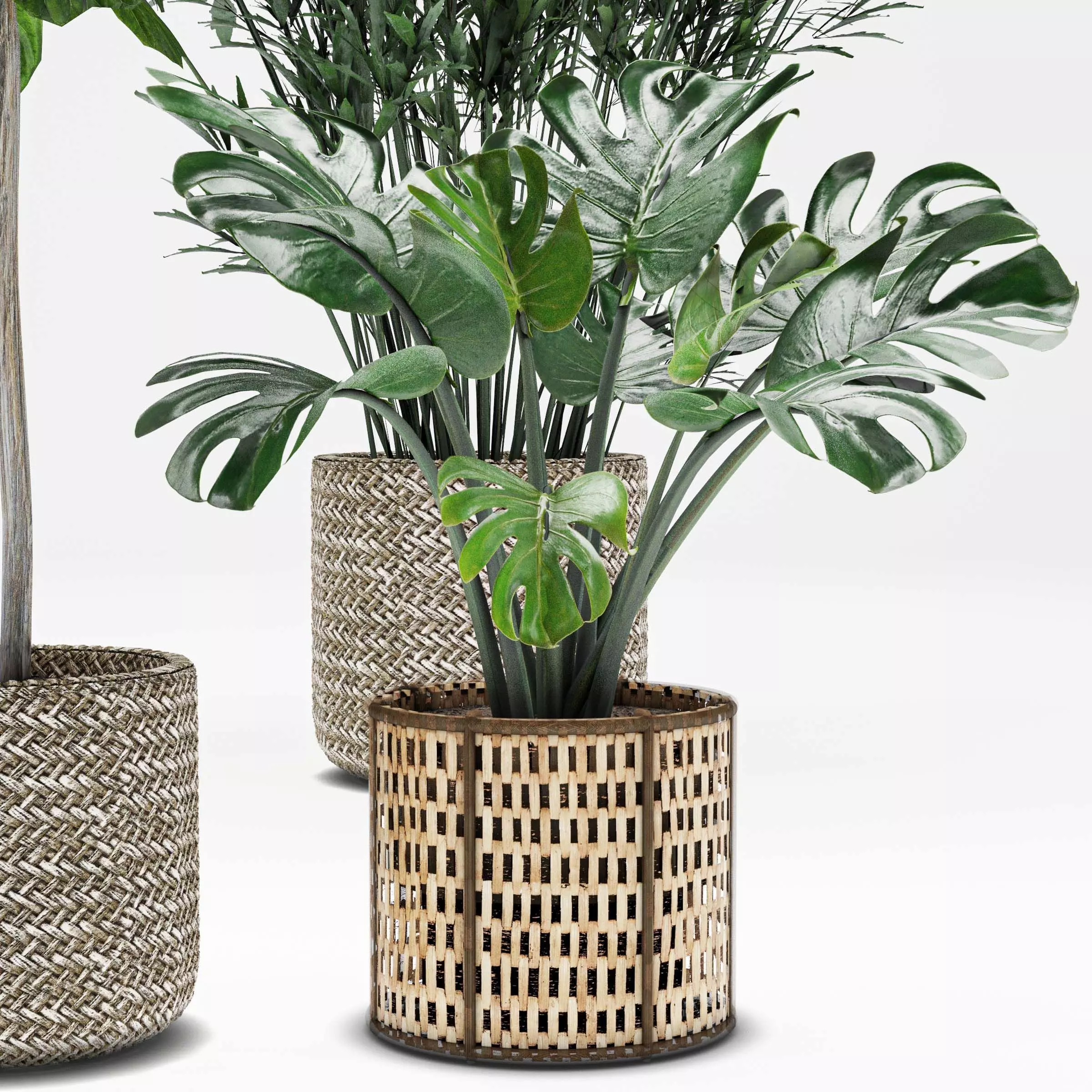 Indoor plant -set 01 3D model_0