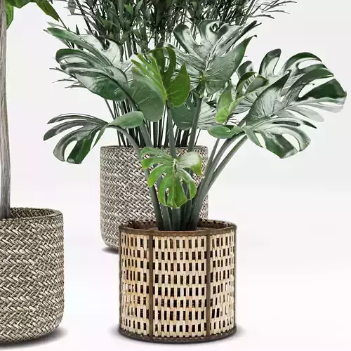 Indoor plant -set 01 3D model