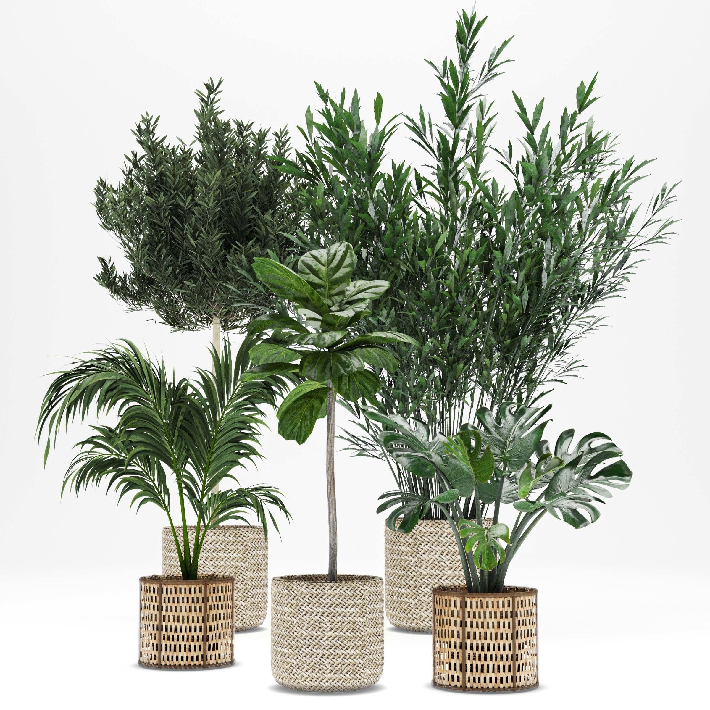 Indoor plant -set 01 3D model_1