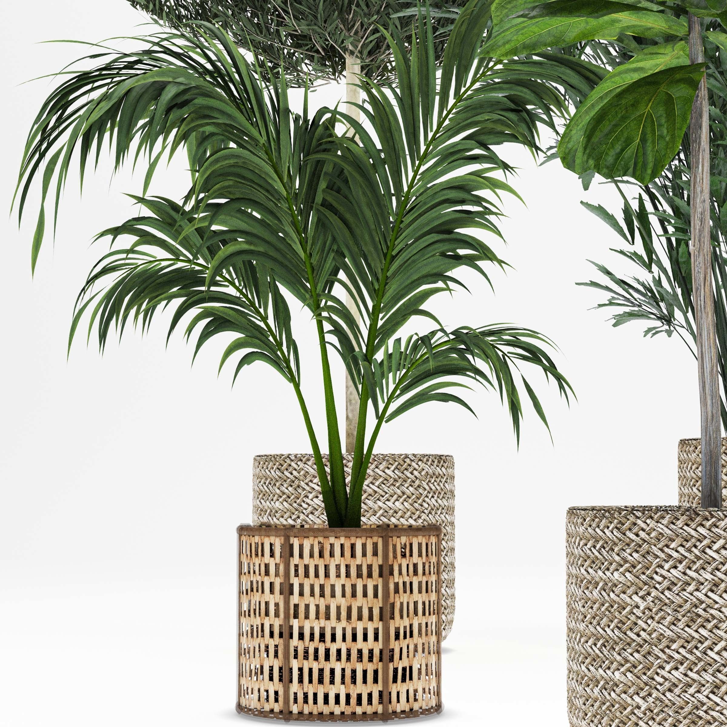 Indoor plant -set 01 3D model_3