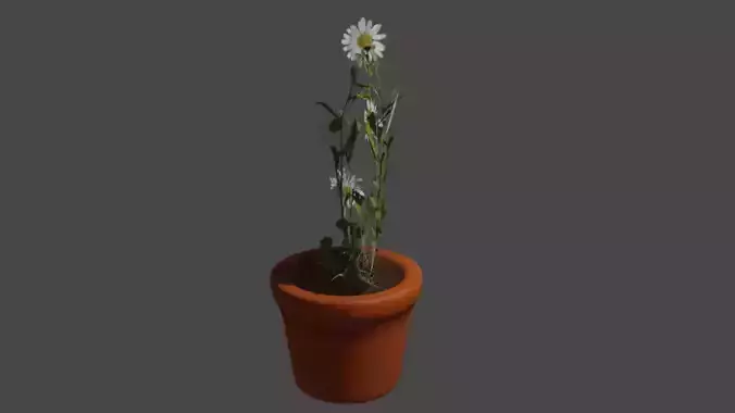 flower pot