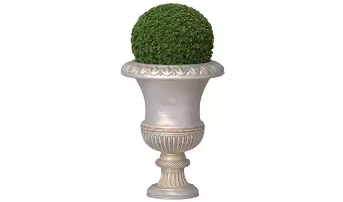 Boxwood in a classical vase for facade decoration