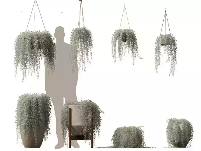 dichondra argentea - silver ponysfoot