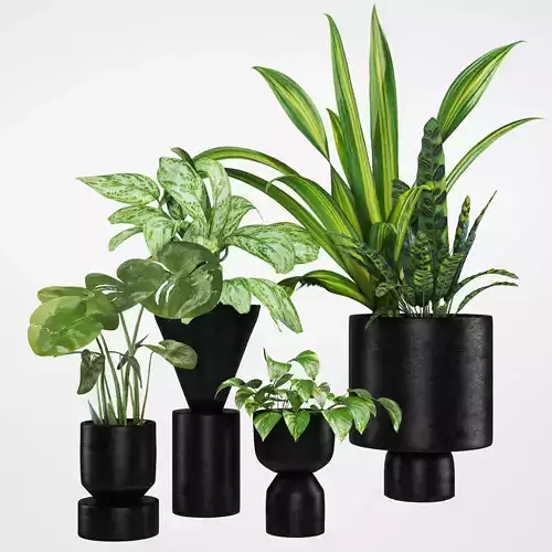 Indoor plant -set 02