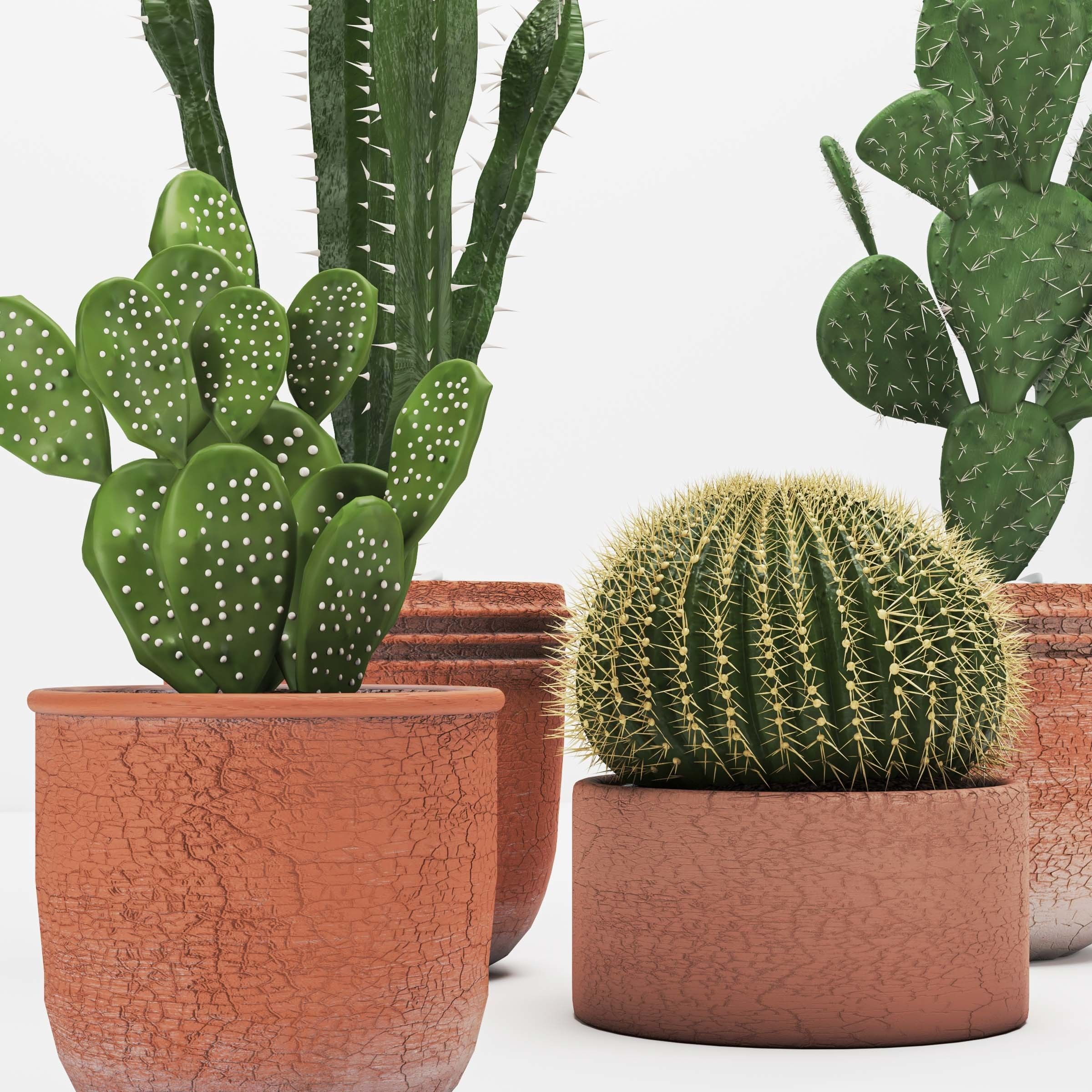 Indoor plant -set 03 3D model_2