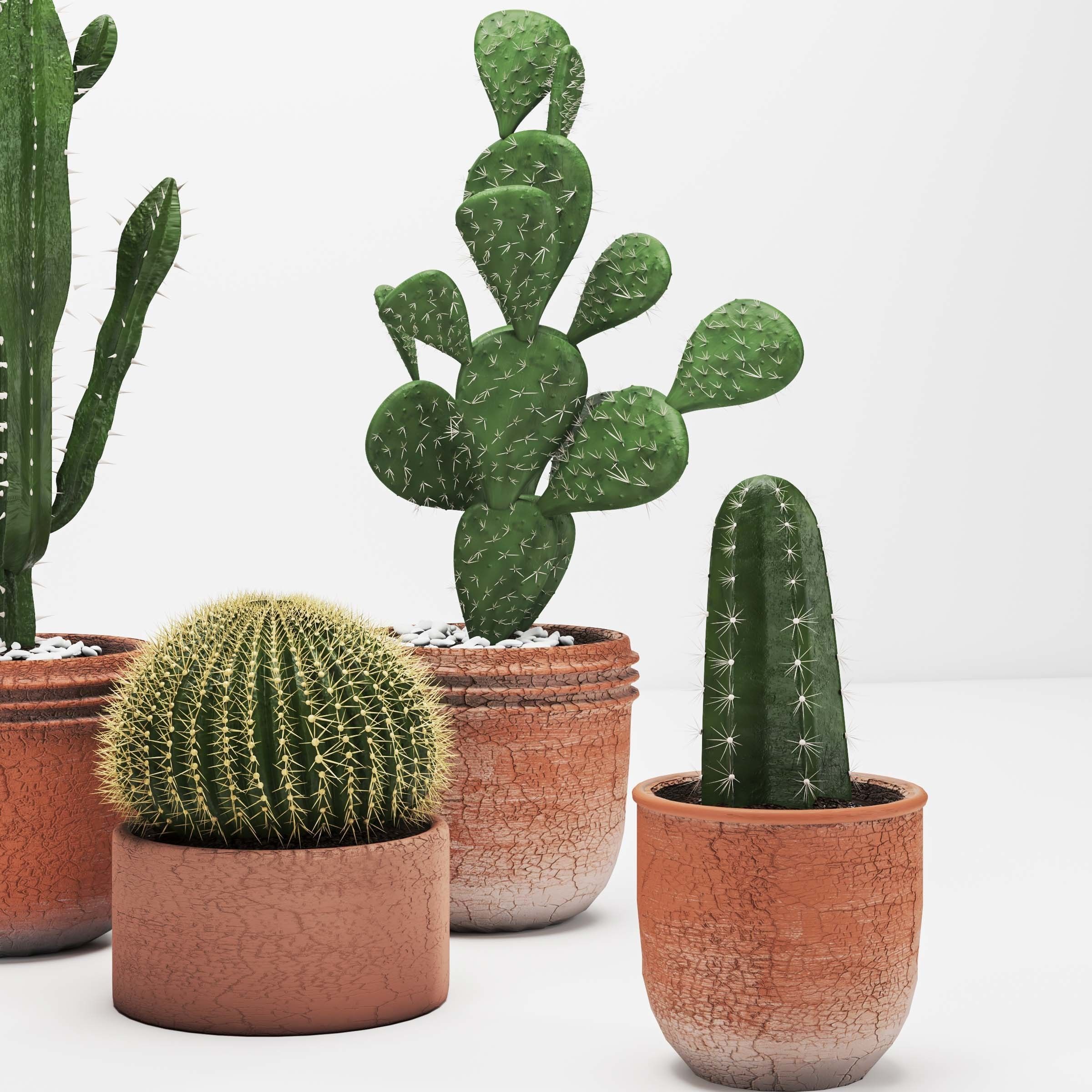 Indoor plant -set 03 3D model_1