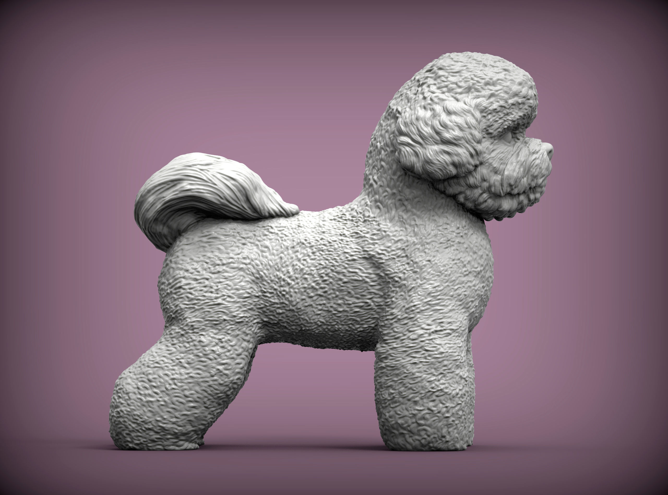 Bichon Frise 3D print model_3
