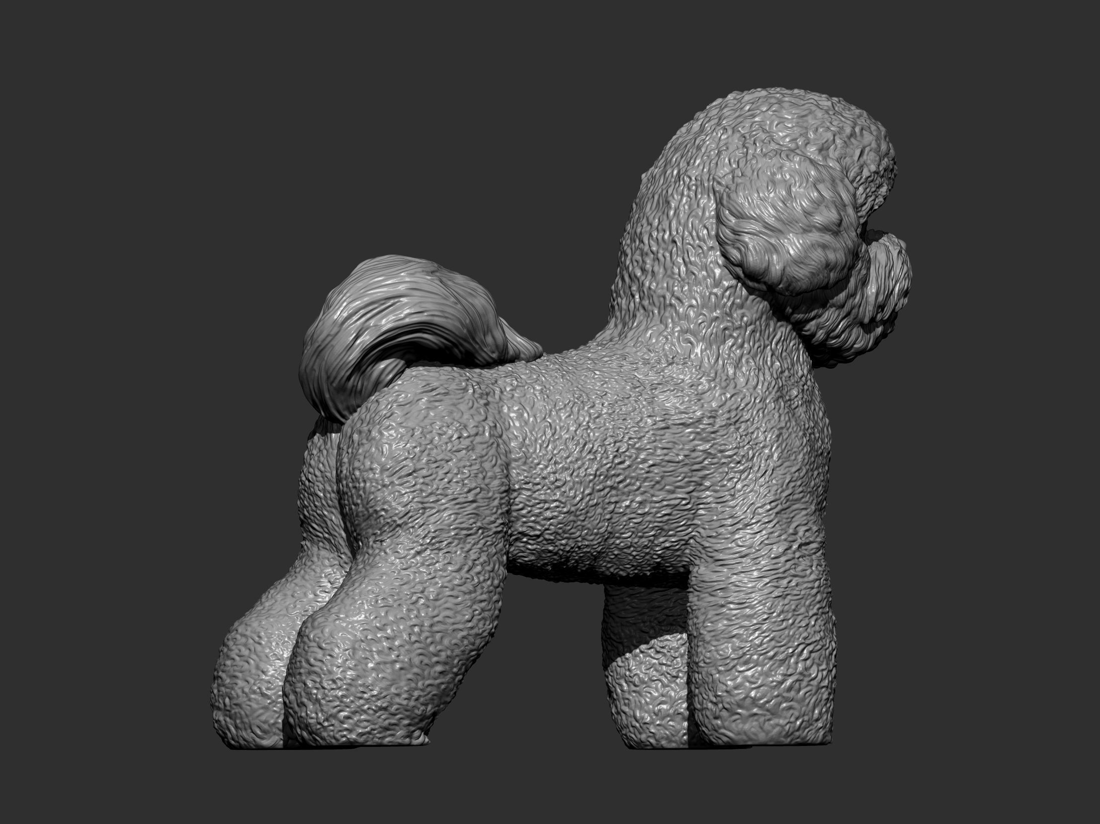 Bichon Frise 3D print model_6
