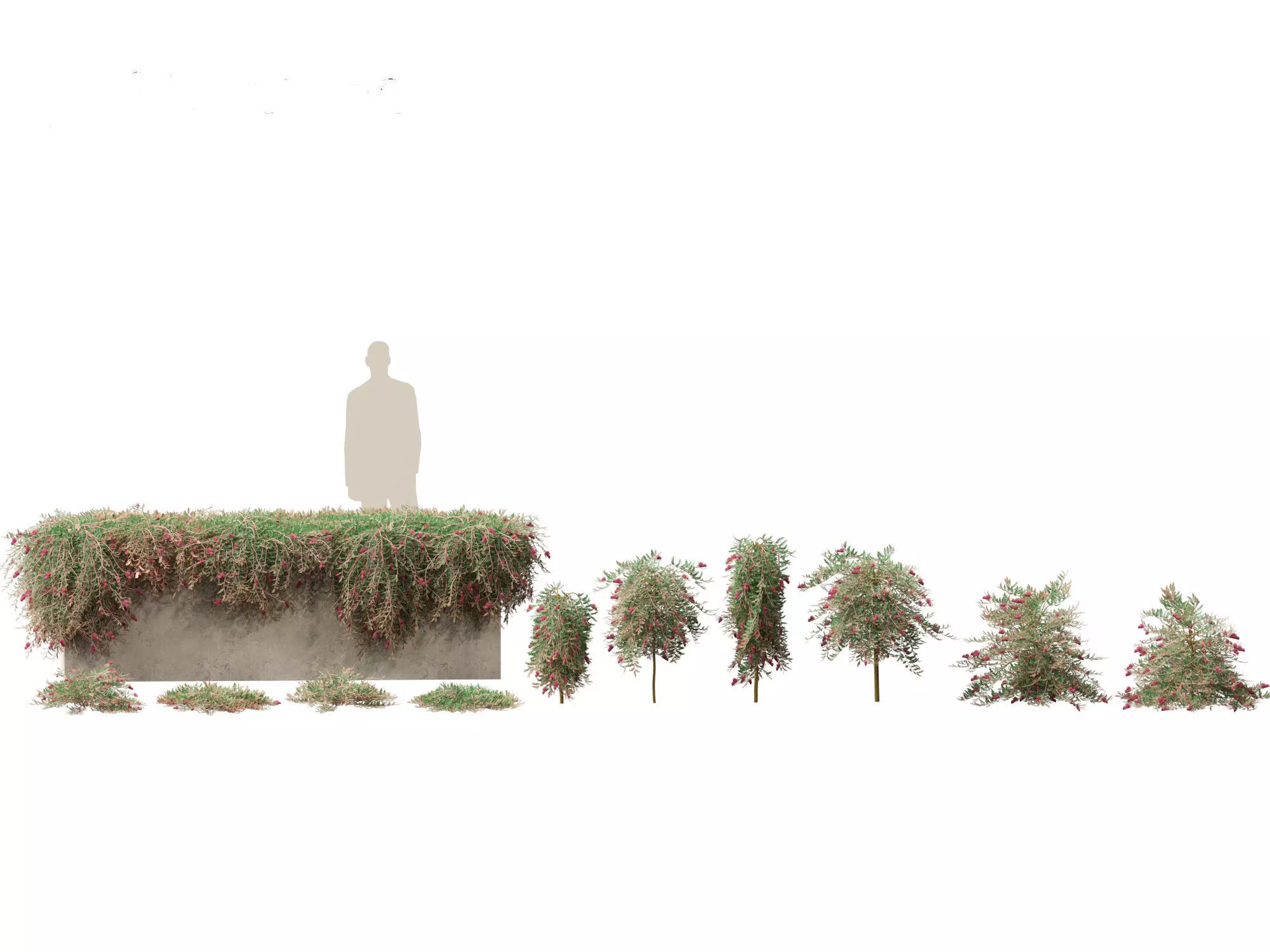 Grevillea Royal Mantle - Poorinda Royal Mantle 3D model