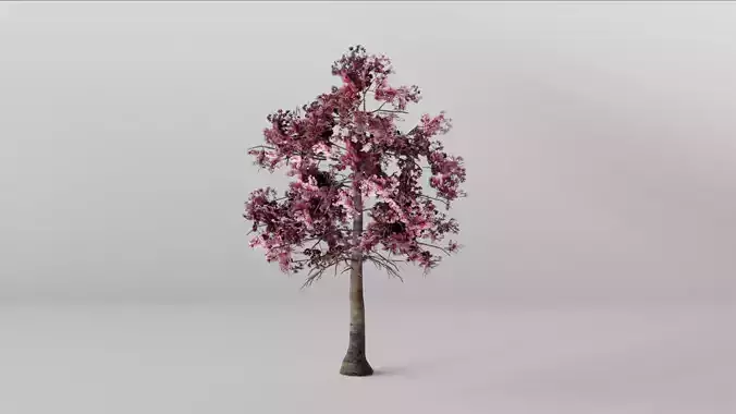Cherry Tree 3D model
