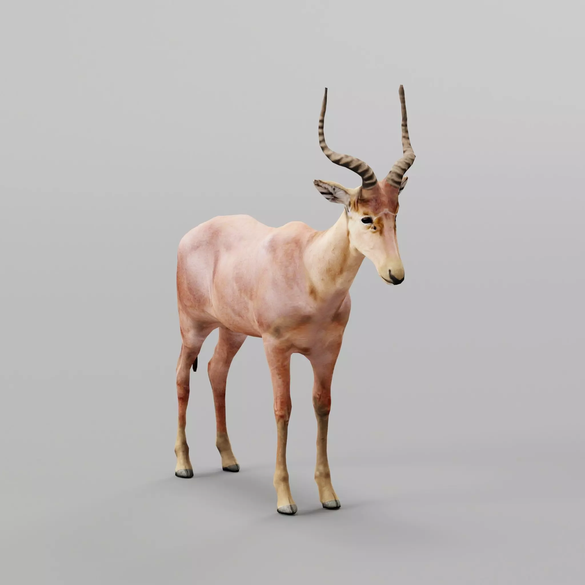 Hirola 3D model