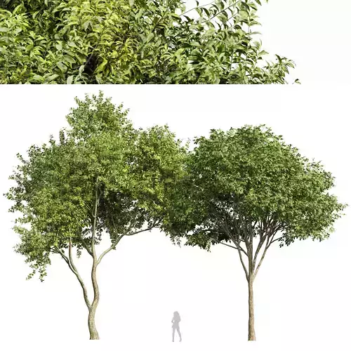 Eucalyptus and Big Joy Perfume Orange Michelia Champaca 3D model
